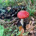 Als je in de herfst door het bos loopt, kun je deze paddenstoel van Kabouter Eigenwijs tegenkomen! Hij heet de Vliegenzwam, omdat ze er vroeger vliegen in huis mee konden vangen. Maar tegenwoordig gebruiken we daar andere middeltjes voor. Helaas zijn die veel gevaarlijker voor ons en de natuur.