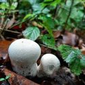 Deze paddenstoelen beginnen wit met kleine witte pareltjes, maar worden bij het ouder worden steeds bruiner. Dan komen er scheurtjes bovenop het bolletje en kunnen de donkere sporen ontsnappen. Het is, net als de Nevelzwam en de Kroontjesknotszwam, een opruimer.