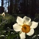 De narcis is een van de vroege voorjaarsbloeiers. Narcissen en andere voorjaarsbloemen groeien uit bloembollen. Dat zijn een soort voedselbommen. Ze hebben daarom alleen maar licht nodig en nauwelijks water of voedsel uit de grond.