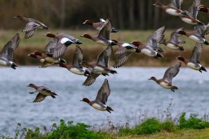 Smienten rond de Klinkenbergerplas