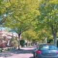 Bomenwandeling