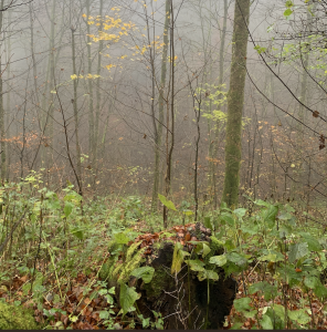 Herfst op landgoed Endegeest