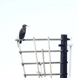 Aalscholver op molentje in Polders Poelgeest